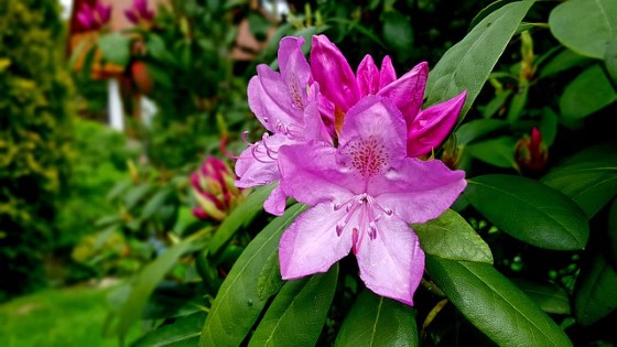Extrakt z rododendronu může být účinný při léčbě stafylokokových infekci, zdroj: pixabay.com